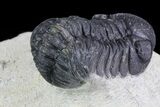 Bargain, Austerops Trilobite - Visible Eye Facets #76973-4